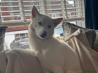 Siberian Husky dogs KC registered Siberian husky - Advert 2