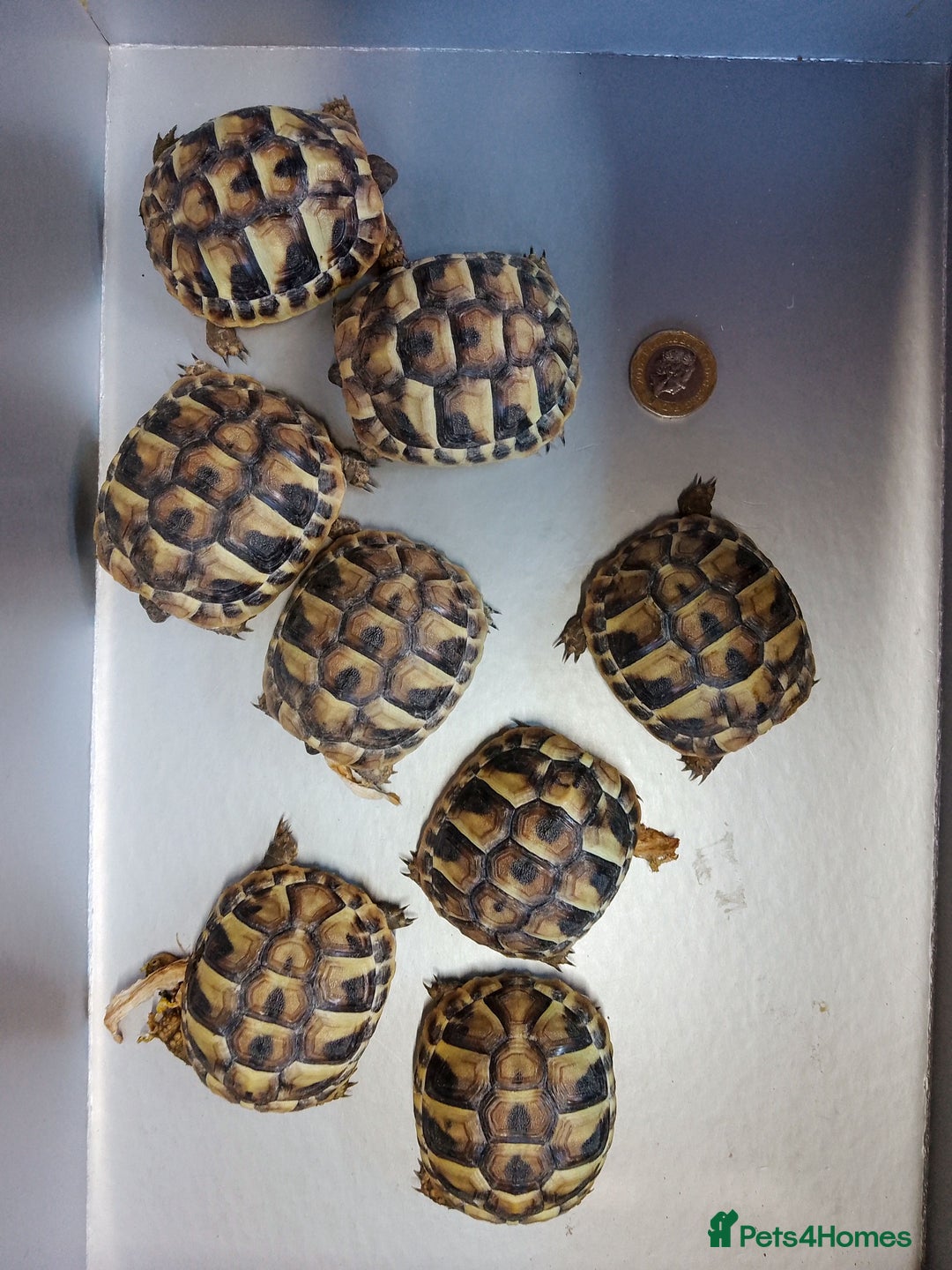 Tortoise reptiles for sale: Hermanns tortoise - Image 1