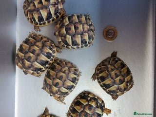 Tortoise reptiles - Advert 3