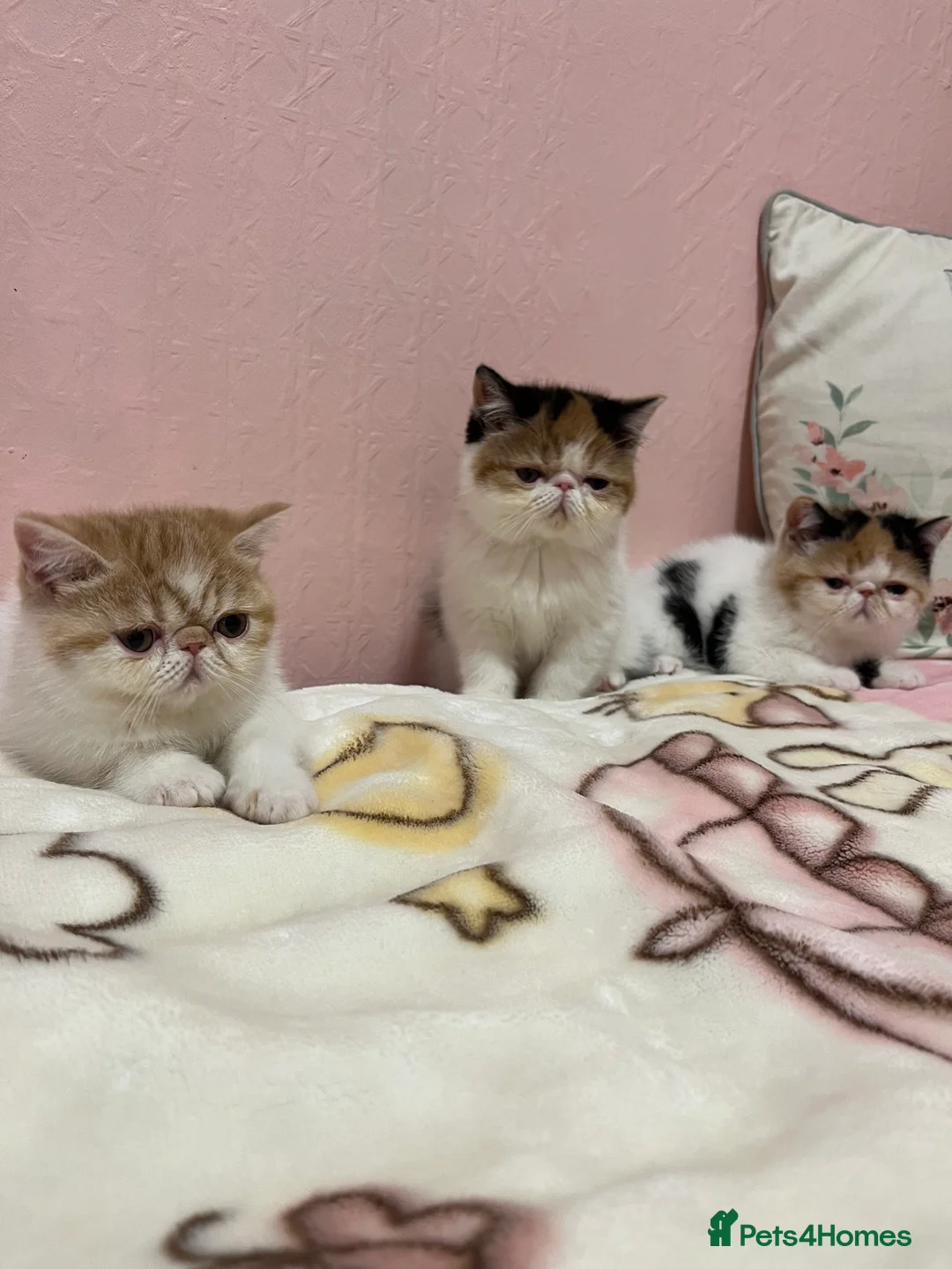 Exotic cats for sale: Exotic kittens  - Advert 8