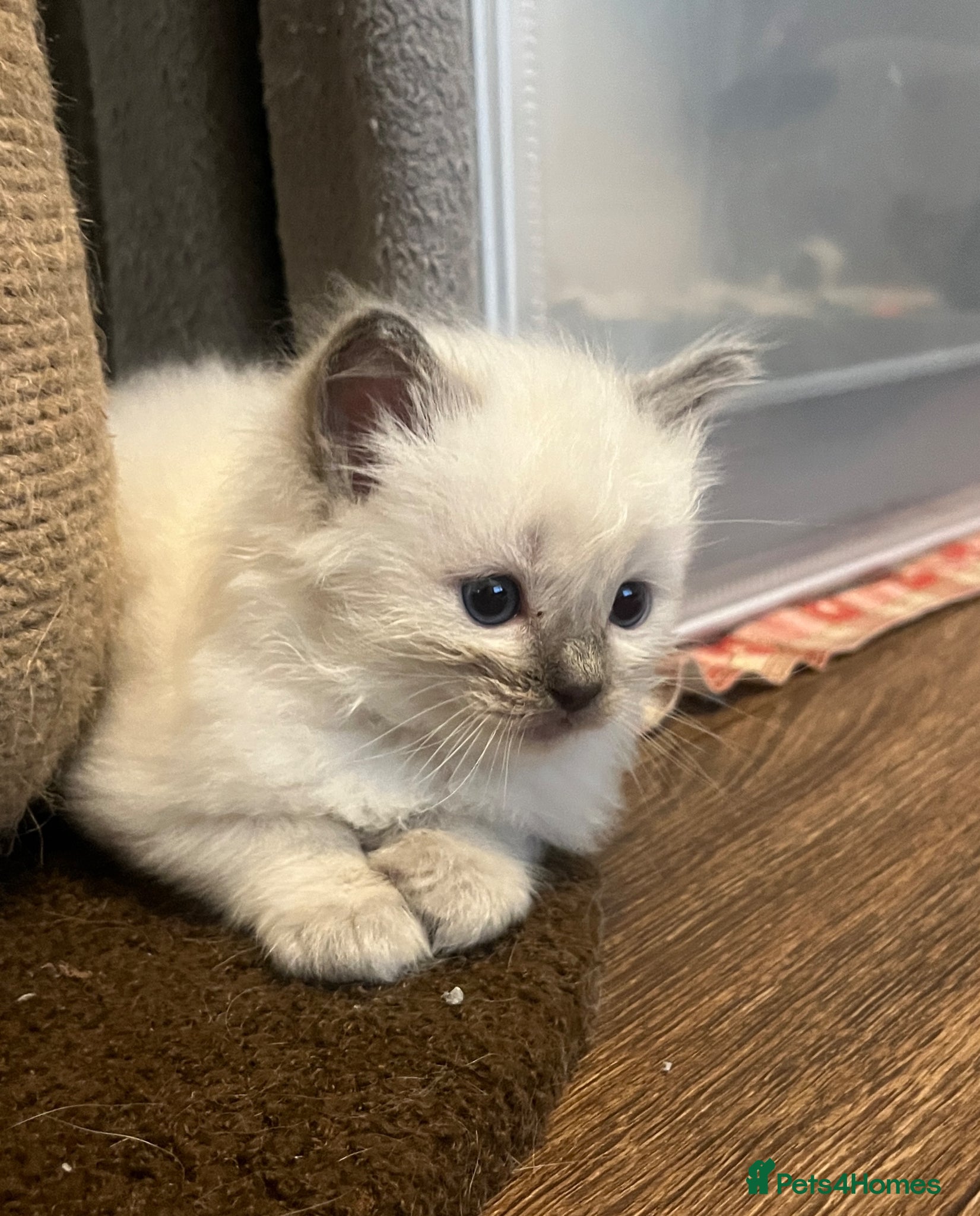 Ragdoll cats for sale: GCCF Registered Ragdoll Kittens  - Advert 8