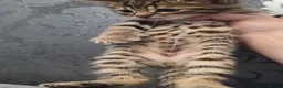 Bengal cats for sale: 🐾 Beautiful Bengal Cross Kittens 🐾 - Advert 18