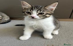 Mixed Breed cats for sale: REDUCED & READY NOW BSH x Tabby kittens  - Image 11