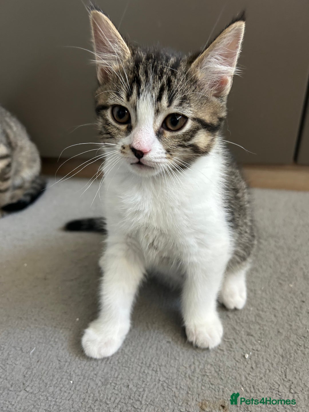 Mixed Breed cats for sale: REDUCED & READY NOW BSH x Tabby kittens  - Image 11