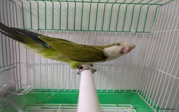 Parakeets birds for sale: Males and females DNA tested Quaker parrots babies - Image 17