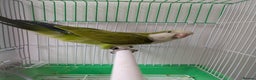 Parakeets birds for sale: Males and females DNA tested Quaker parrots babies - Advert 8