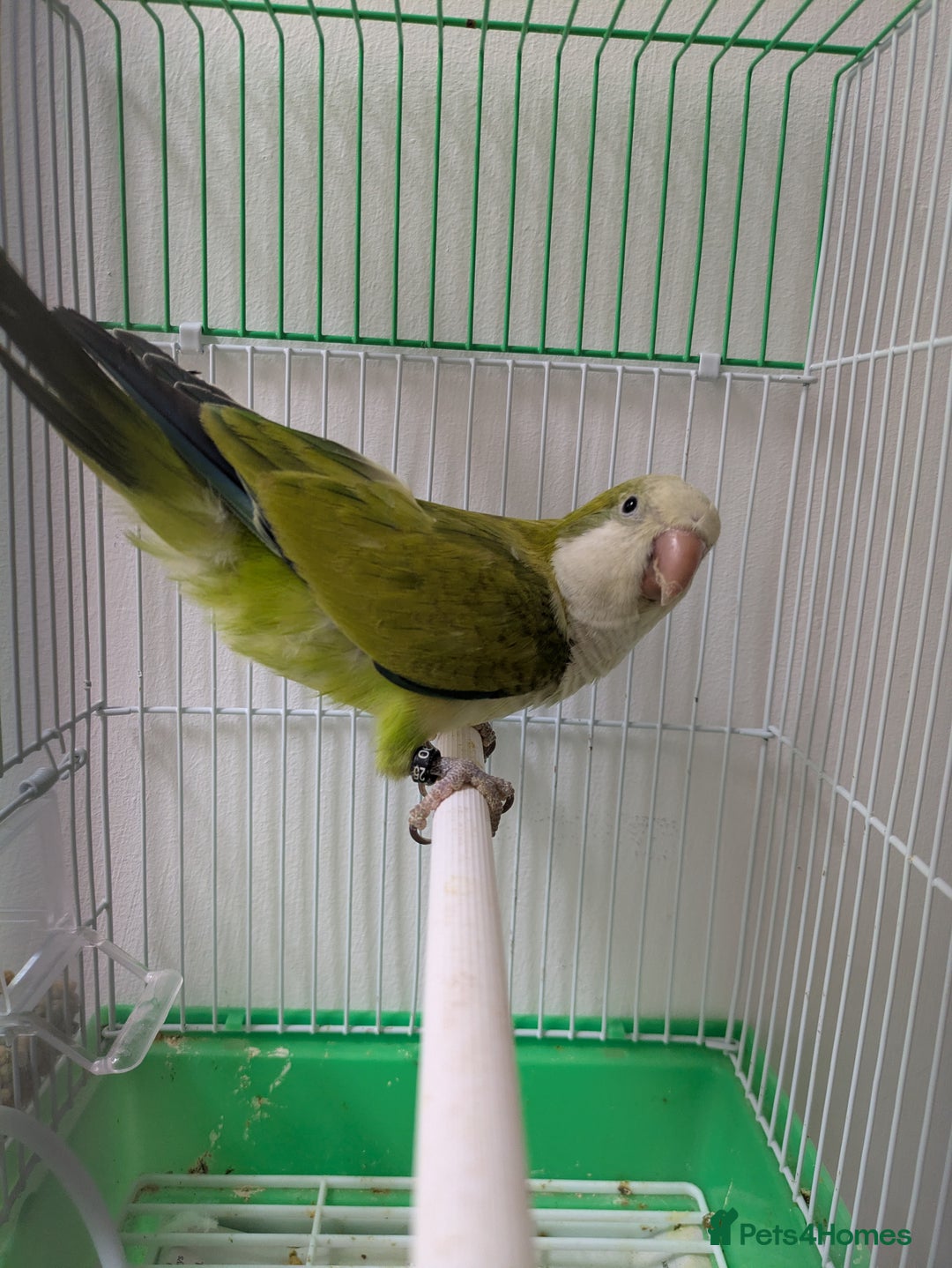 Parakeets birds for sale: Males and females DNA tested Quaker parrots babies - Image 17