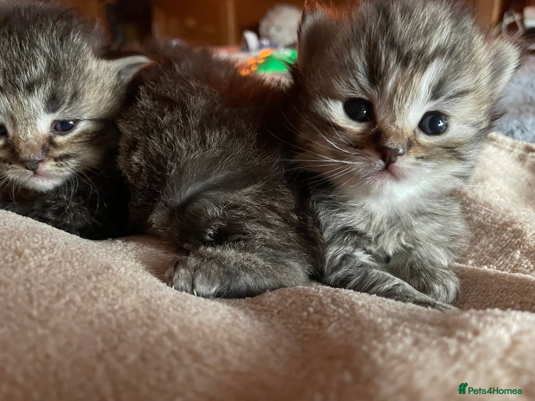 Siberian cats for sale: Ragdoll x Siberian  - Advert 10