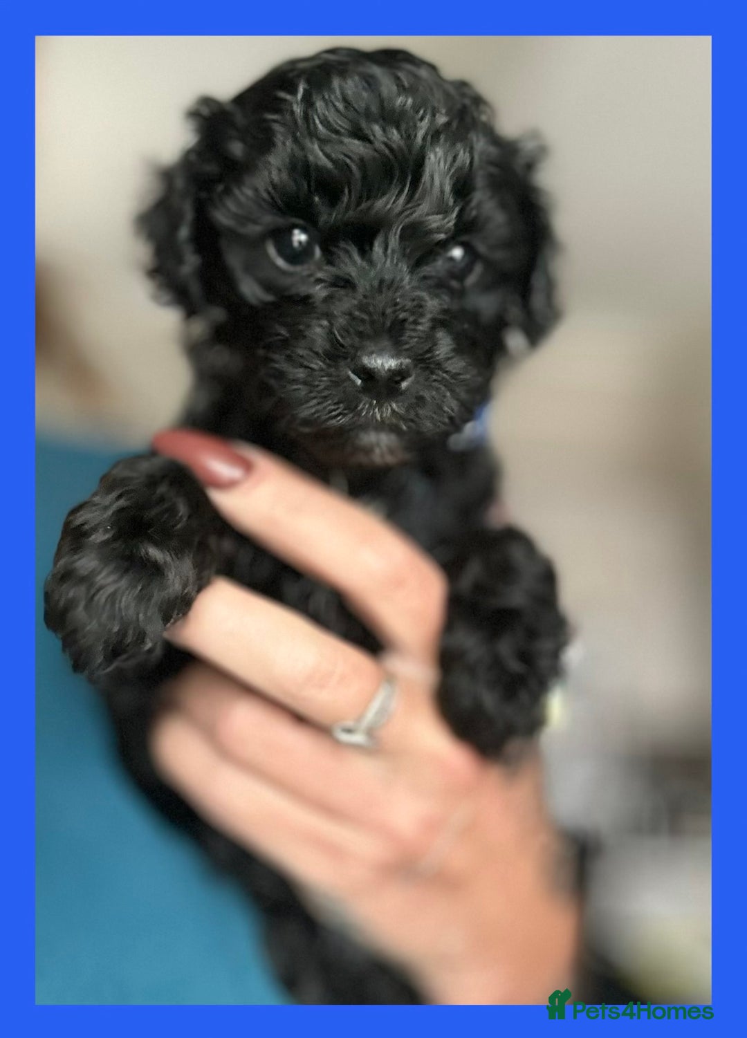 Cavapoo dogs for sale: F1 TOY CAVAPOOS ‘ONYX’ HEALTH TESTED - Image 8