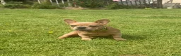 French Bulldog dogs for sale: 2 gorgeous French bulldog puppies *REDUCED* - Advert 3