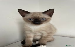 Mixed Breed cats for sale: 4 beautiful kittens looking new home 🩷 - Image 6
