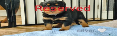 Rottweiler Puppy 8