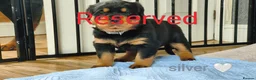 Rottweiler dogs for sale: Rottweiler puppies - Advert 22
