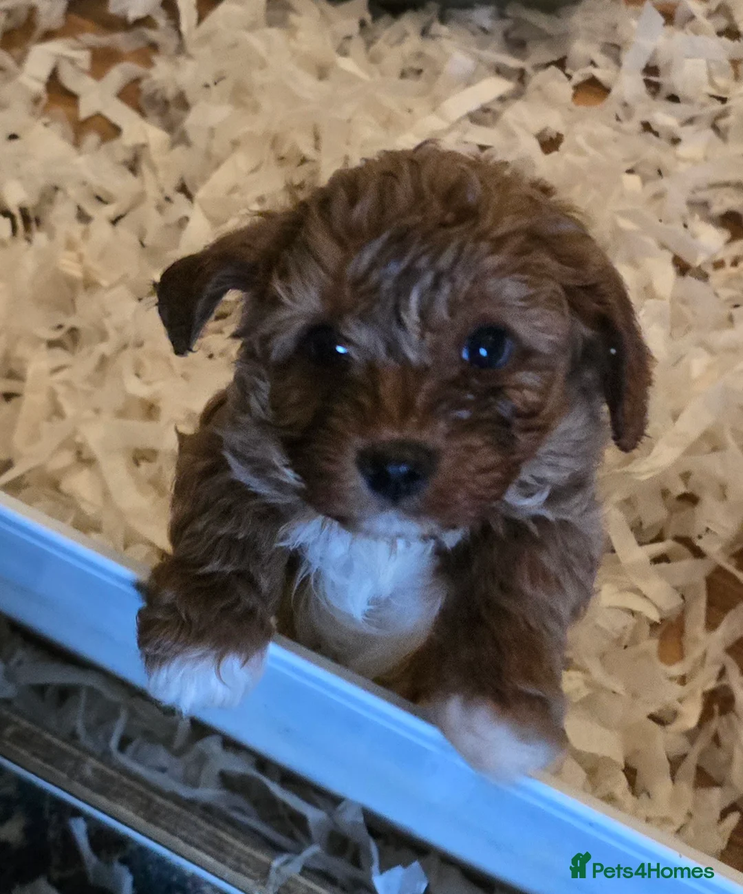 Cavapoo dogs for sale: Gorgeous f1 fox Red cavapoo pups - Advert 6