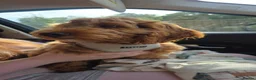 Cockapoo dogs for sale: F1 Cockerpoo male  - Advert 9
