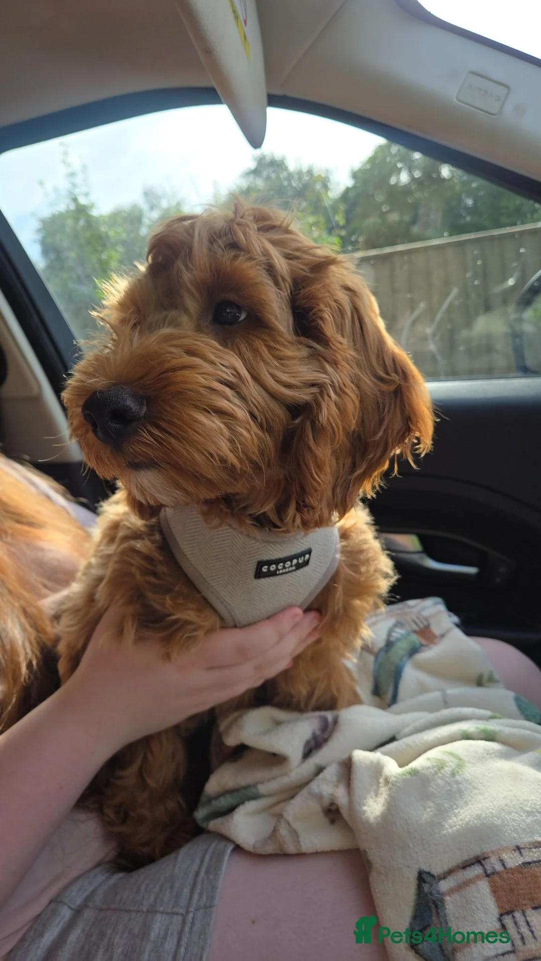 Cockapoo dogs for sale: F1 Cockerpoo male  - Advert 9