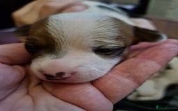 Mixed Breed dogs for sale: Jackchis - Advert 9