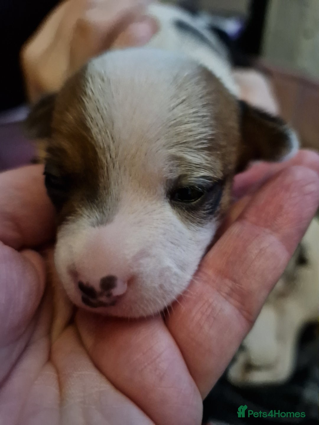 Mixed Breed dogs for sale: Jackchis - Advert 9