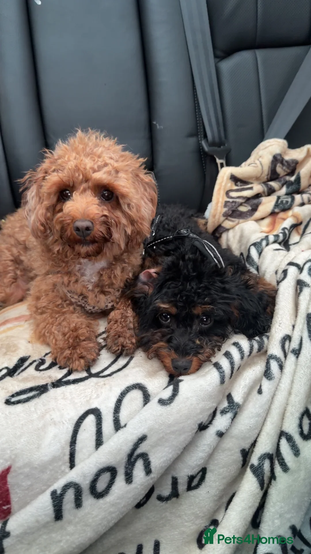 Cavapoo dogs for sale: Cavapoo puppy  - Advert 2