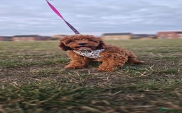 Cavapoo dogs for sale: Cavapoo dna clear  - Image 16