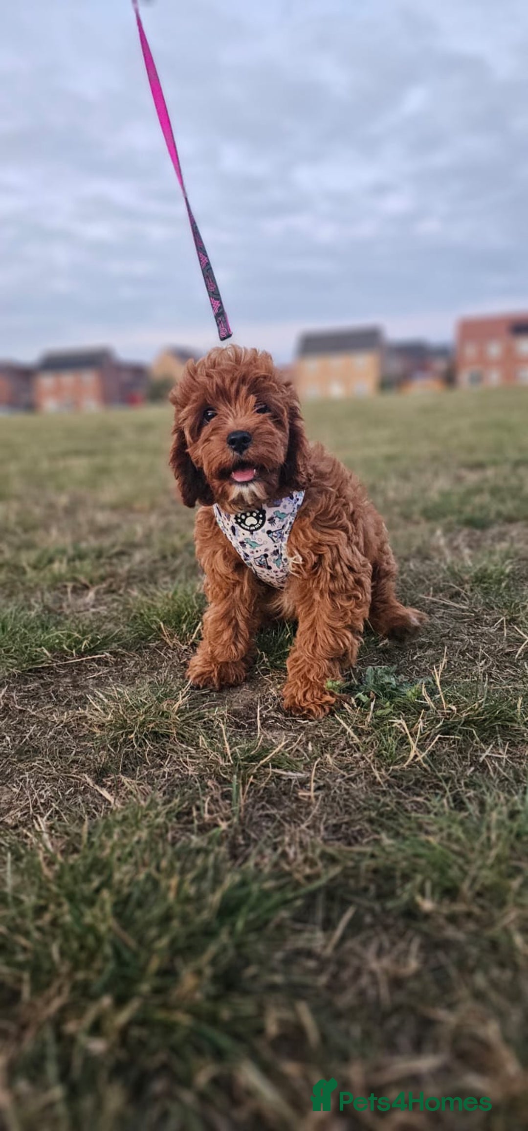 Cavapoo dogs for sale: Cavapoo dna clear  - Image 16
