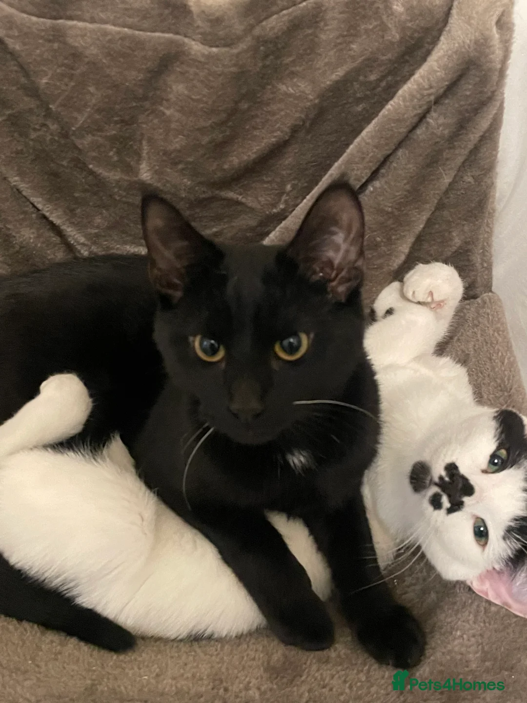 Mixed Breed cats for sale: X2 6 month old kittens  - Advert 1