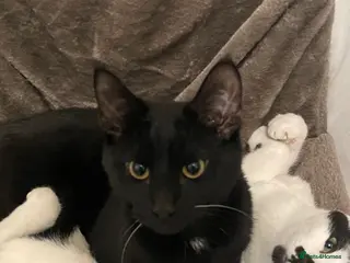 Mixed Breed cats X2 6 month old kittens - Advert 1