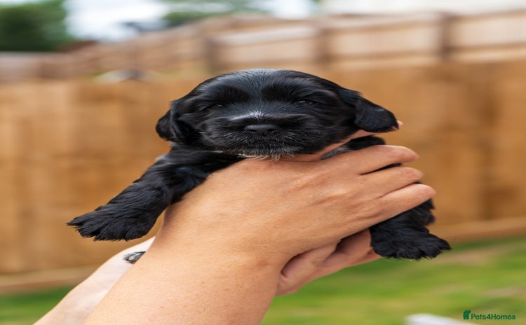 Cockapoo dogs - Advert 10