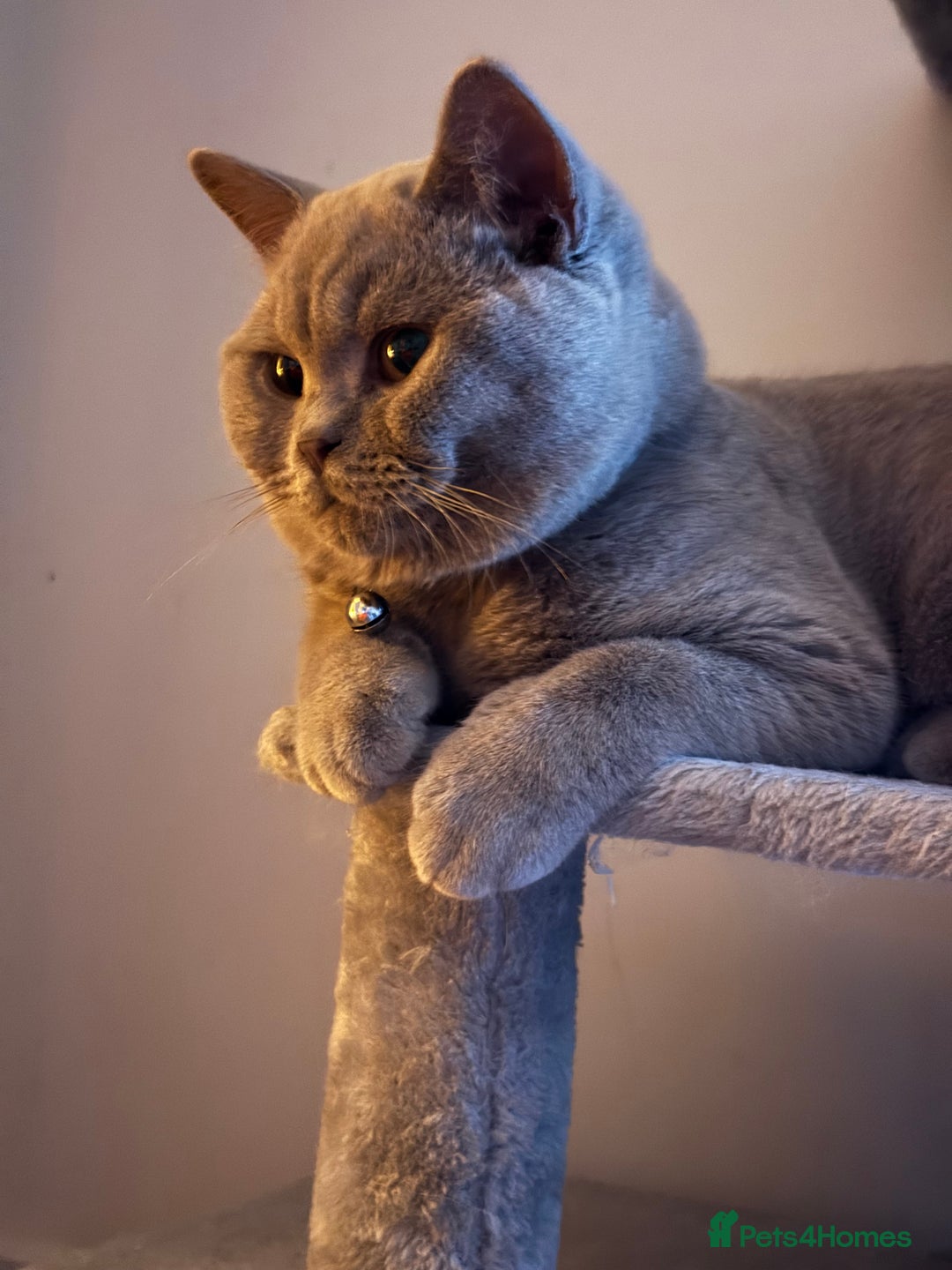 British Shorthair cats for stud: British shorthair for stud  - Advert 1