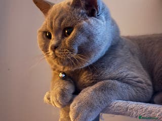 British Shorthair cats British shorthair for stud - Advert 1