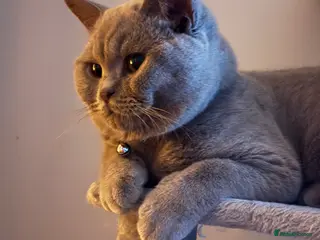 British Shorthair cats British shorthair for stud - Advert 1