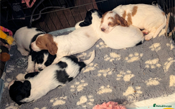 Cocker Spaniel dogs for sale: Working cocker spaniels  - Image 8
