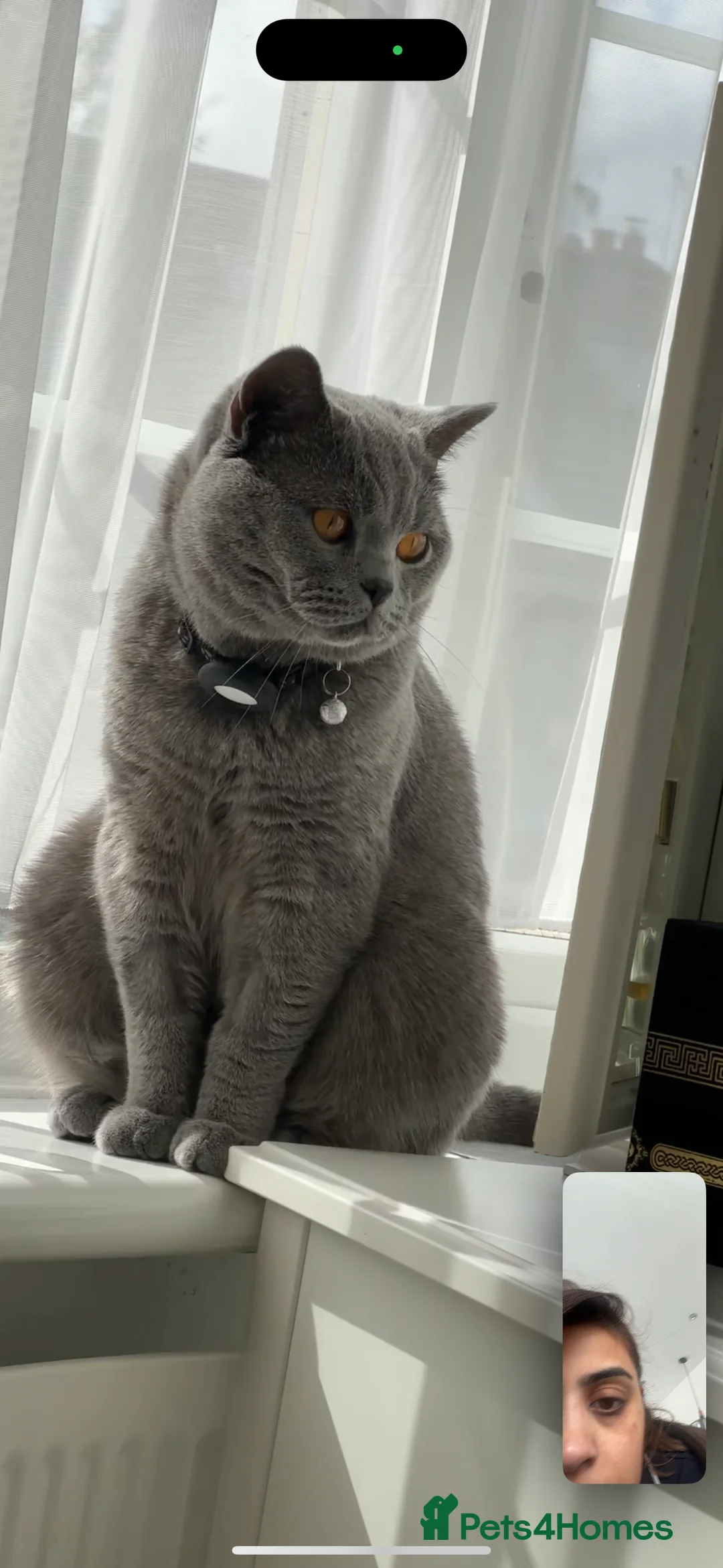 British Shorthair cats for sale: Beautiful loving BSH - Advert 5