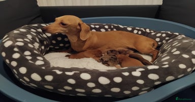 Miniature Dachshund dogs - Advert 2