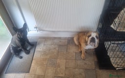 English Bulldog dogs for sale: 2 year old English Bulldog for sale.  - Image 4