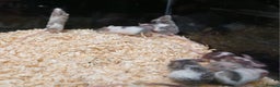 Mouse rodents for sale: Baby Fancy Pet Mice - Advert 3