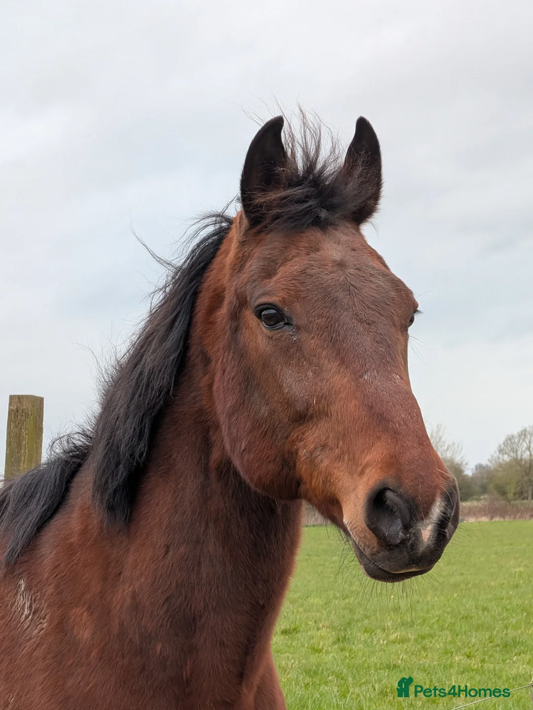 American Standardbred horses for sale: Pretty bay  in Doncaster - Advert 2