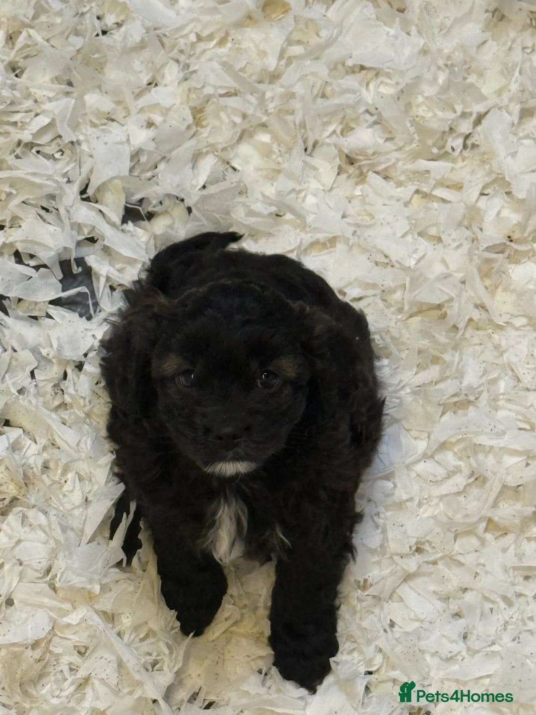 Cavapoo dogs for sale: Ready Now Stunning F1 Cavapoo boy - Advert 3