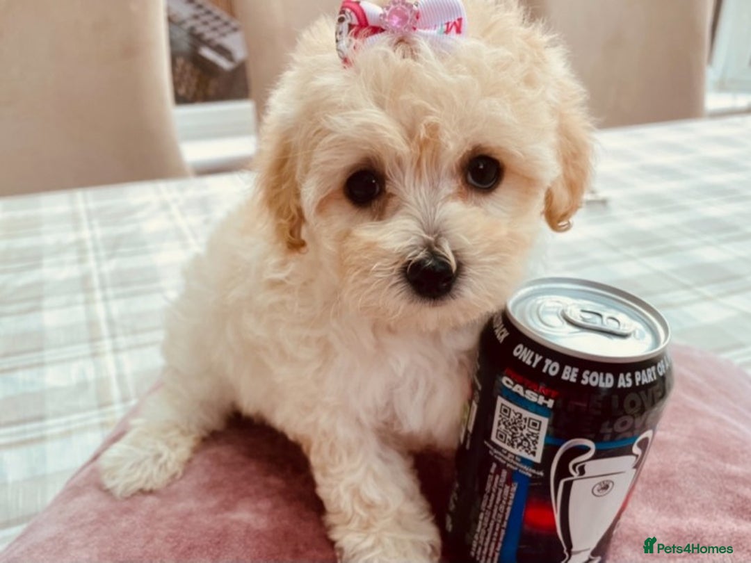 Maltese dogs for stud: Well proven, Kc registered Maltese for stud. in Northampton - Image 10