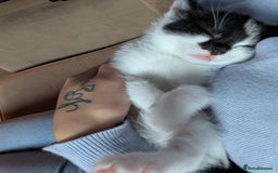 Mixed Breed cats for sale: Ready to leave kittens - Image 10