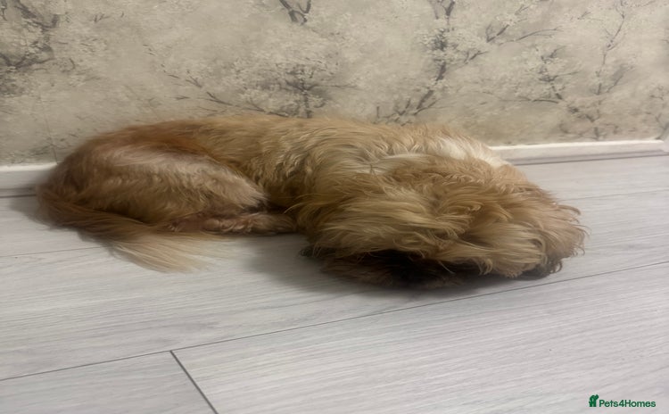 Shih Tzu dogs - Advert 9