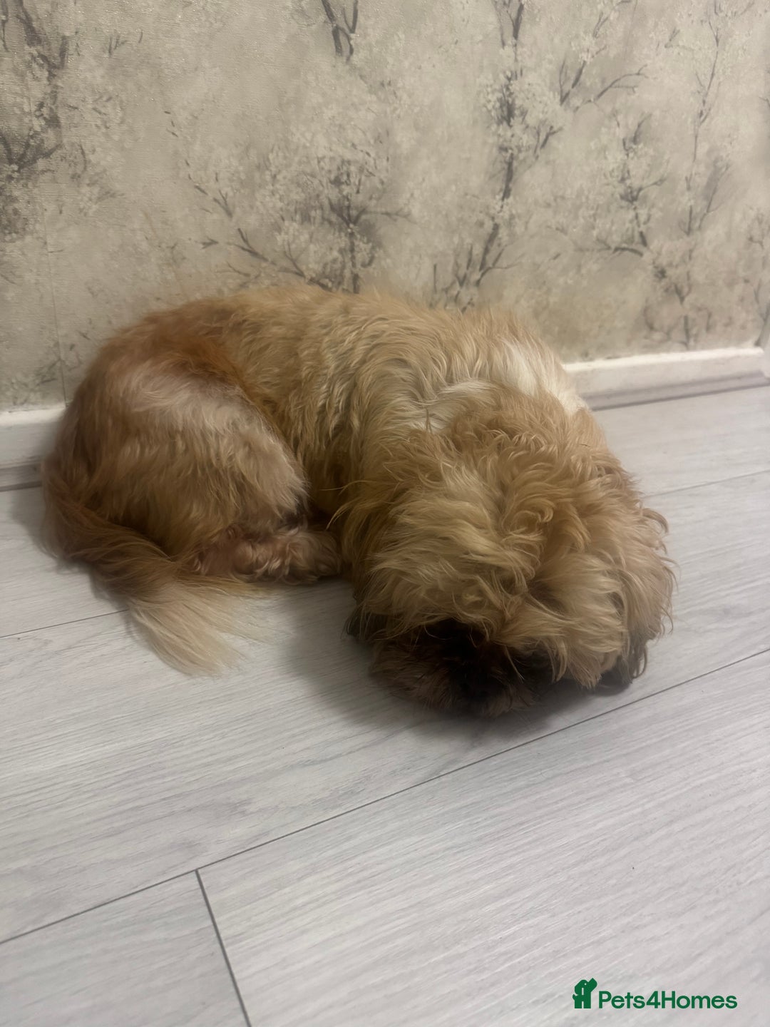 Shih Tzu dogs for sale: Male shih tzu 3 years  - Image 1