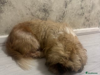 Shih Tzu dogs - Advert 20