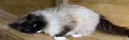 Ragdoll cats for stud: Active stud available GCCF  - Advert 4