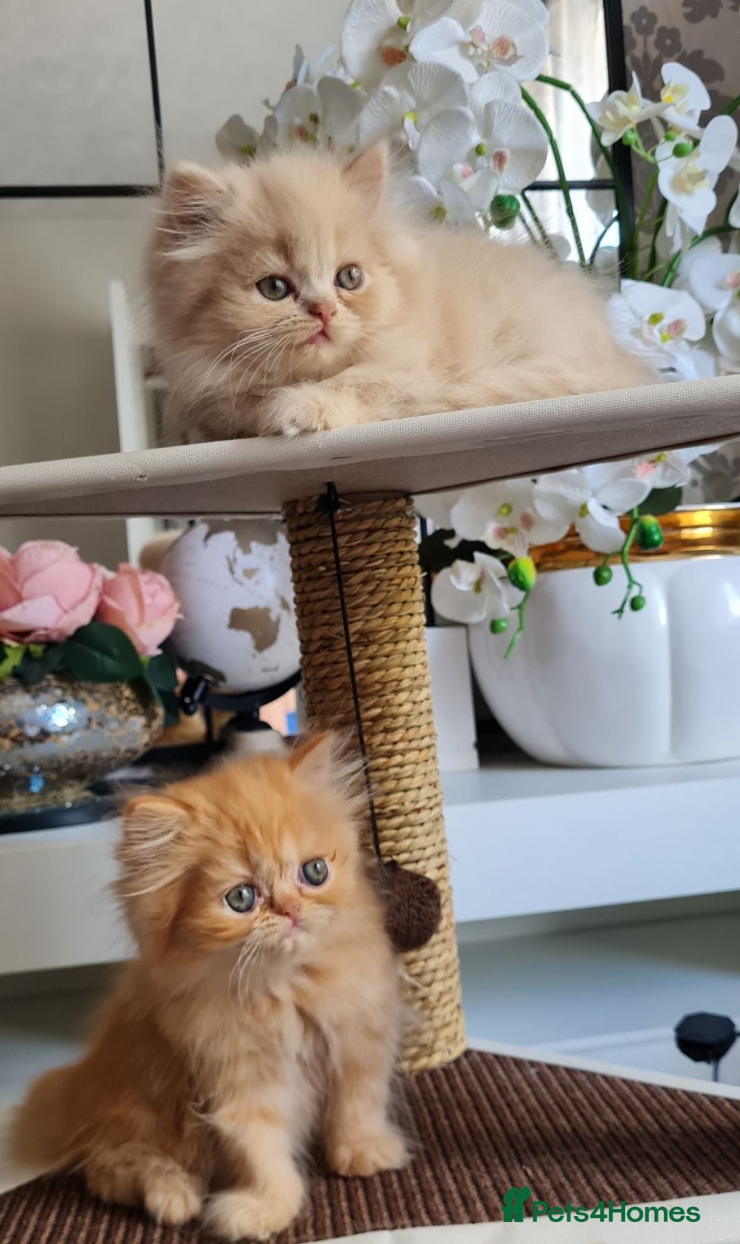 Persian cats Persian kittens  - Advert 2