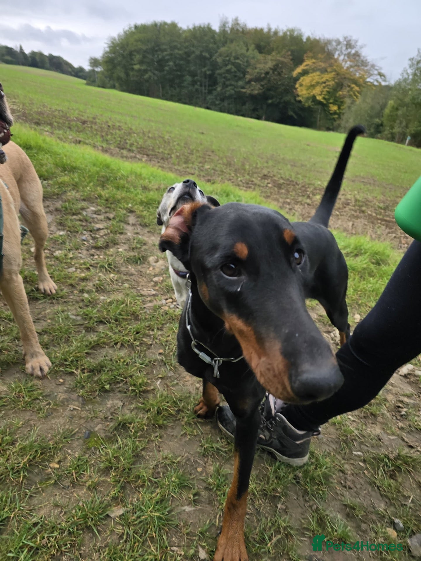 Dobermann dogs for sale: This lovely girl looking for a new home  - Advert 1