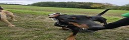 Dobermann dogs for sale: This lovely girl looking for a new home  - Advert 1
