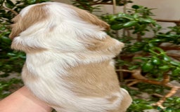 Cavalier King Charles Spaniel dogs for sale: Champion Sired KC Reg Cavalier King Charles  - Image 12