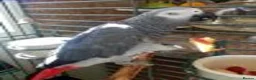 Parrots birds for sale: Congo African Grey Parrot for sale  in Kingston upon Thames - Advert 3