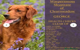 Golden Retriever dogs for sale: Beautiful Golden Retriever puppies  - Image 9